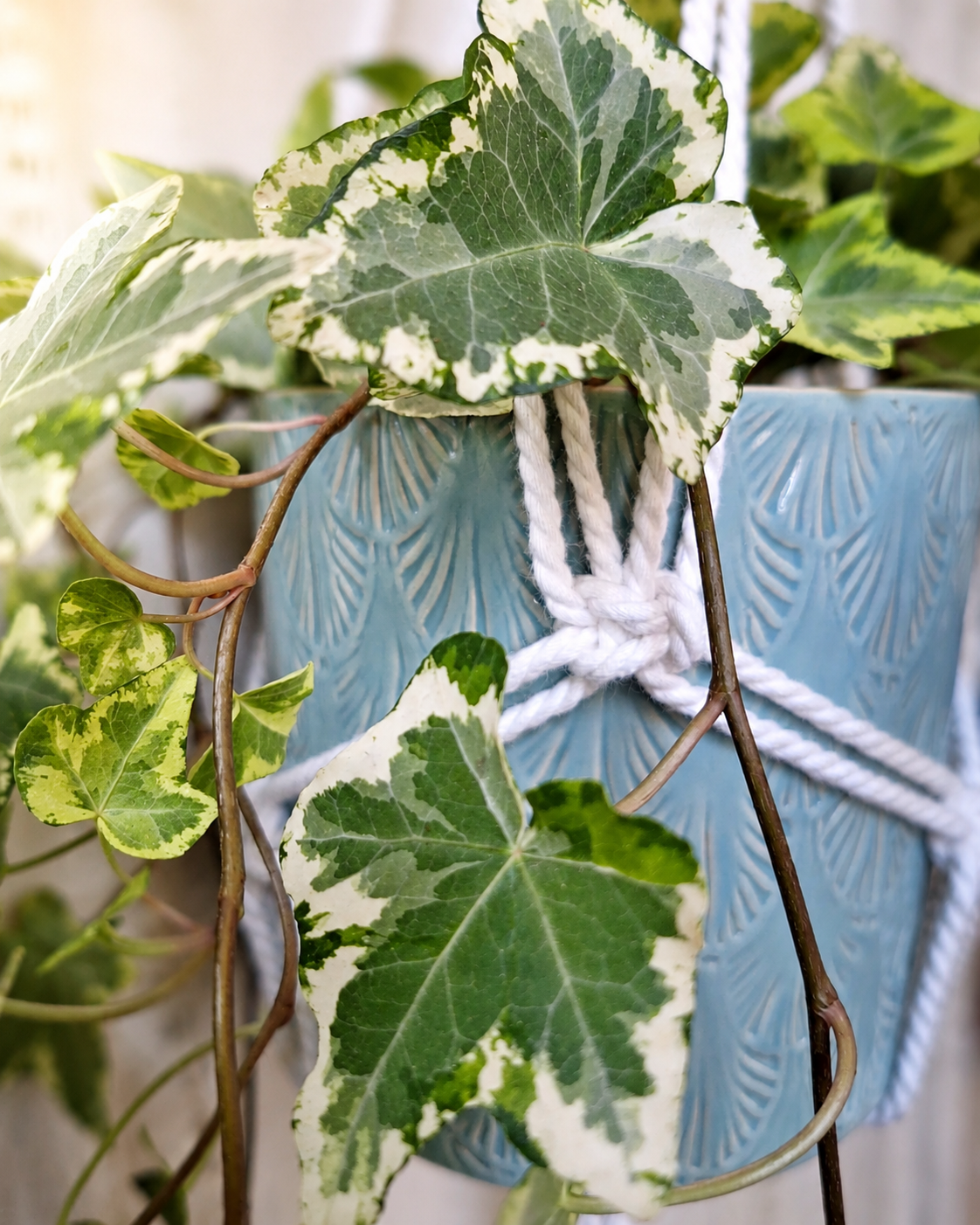 Colgador de plantas de macramé - Imagen 3